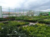 Imagine atasata: Glissando Garden Center - 2015.04.18 - 01.jpg